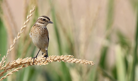 דוחל חום גרון