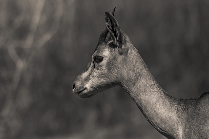 דיוקנו של צבי צעיר