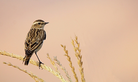דוחל חום גרון