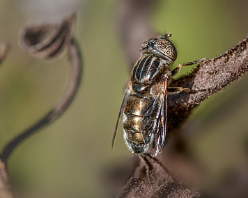 כיעור וזוהר כאחד
