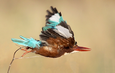שלדג לבן חזה