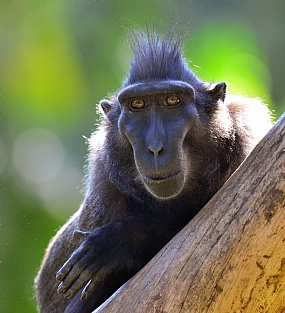 הכי חתיך בעיר