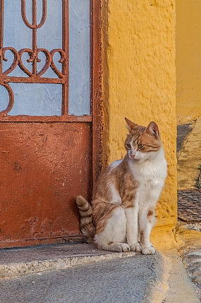 סימפוניה של צבעים