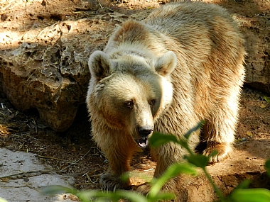 צילום: יעל קובשילובסקי