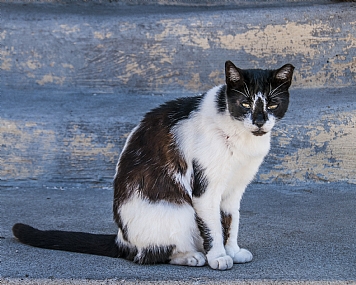 דיוקן של אומלל