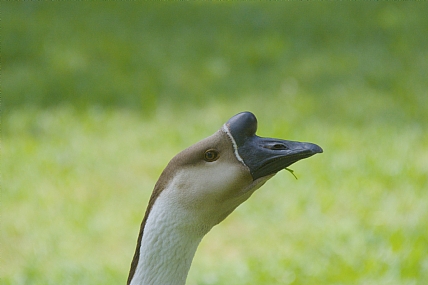 צילום: עמוס נוקד