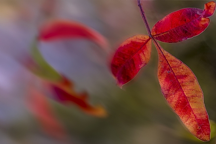 סתיו | טבע  עונות השנה  סתיו  עלים