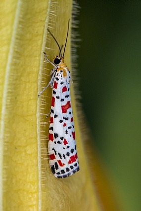 הגברת המגונדרת
