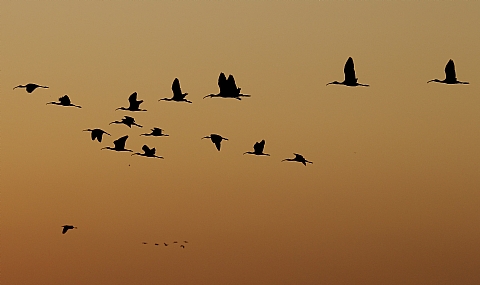 מגלנים במעופה בזריחה