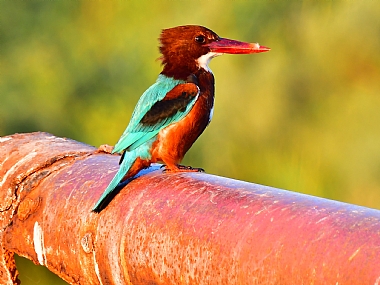 לבן חזה | ציפורים  שלדג