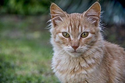 פורטרט של ג׳ינג׳י