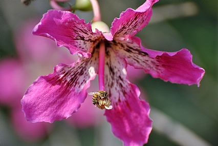 דבורה ופרח  3