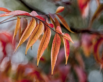 סתיו | טבע  עלים  עונות השנה  סתיו