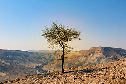 עץ האקציה במדבר הנגב
