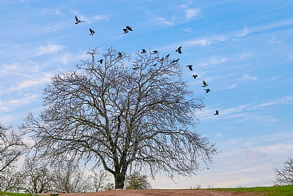 עץ הציפורים