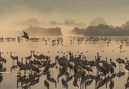 עגורים באפלה