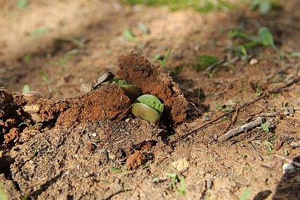 צילום: שמואל אדלמן