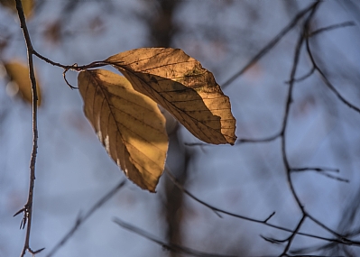 סתיו מתקדם | עונות  סתיו  עלים  ענפים