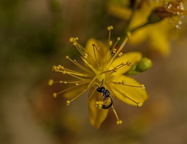 תלוי על בלימה