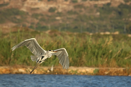ציפור ממריאה