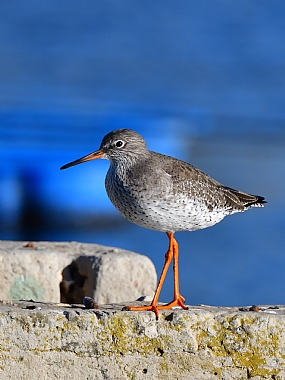 ביצנית אדומת רגל | ציפורים