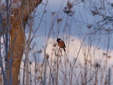 דוחל שחור-גרון