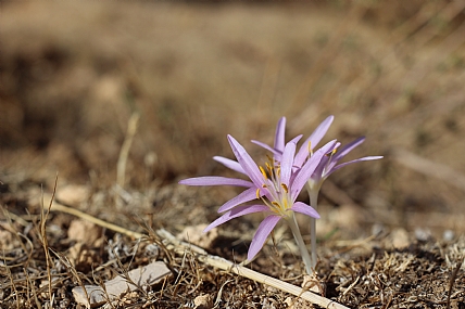 ביצבוץ ראשוני