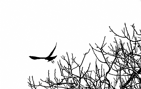 עץ הציפורים