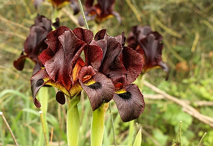 פריחת אירוס הארגמן /1