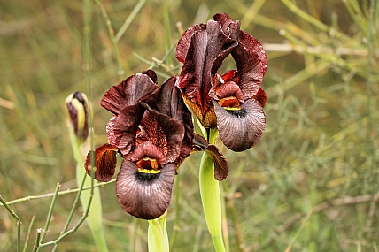 פריחת אירוס הארגמן /2