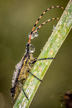 חרקים בקריסטלים