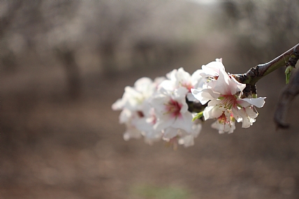 צילום: חגי גולדשמידט