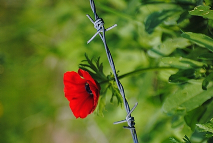 מעבר לגדר ...כלנית 