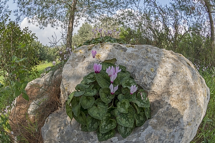 רקפת ,רקפת .