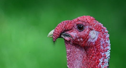 היופי שבכיעור