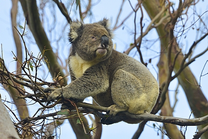 קואלה בטבע | קואלה  אקליפטוס