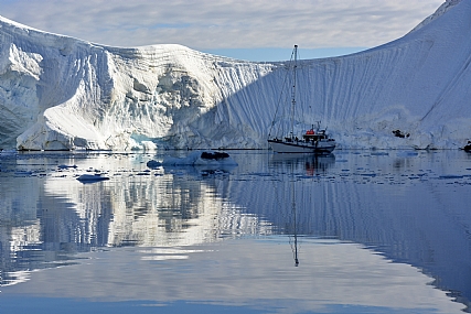 לובן אנטארקטי
