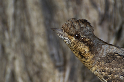 מוסווה-סבראש
