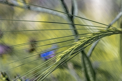 קונצ׳רטו לנבל