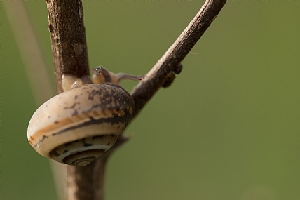 צילום: הילה שחורי