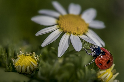 פרת משה רבינו | מרגנית  חרק