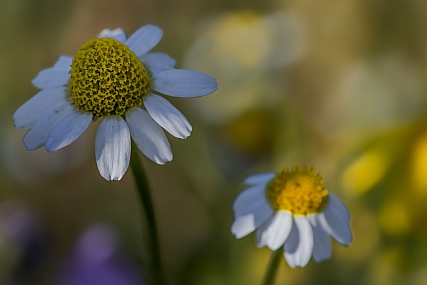 אורות וצללים | מרגניות
