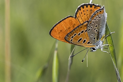 כתם כתום בירוק