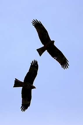מעוף בזוגות