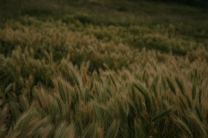 צילום: אורי פריימן