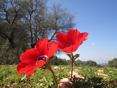 צילום: חבצלת פרלמן