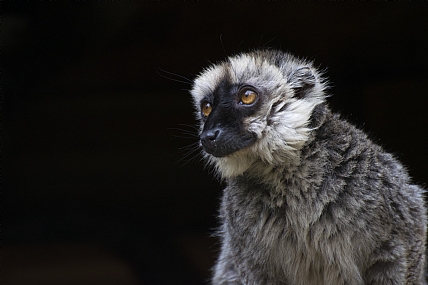 פורטרט-למור חום