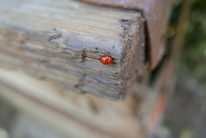 צילום: רועי כהן