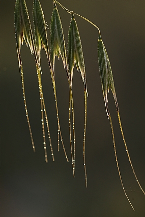 Fringe