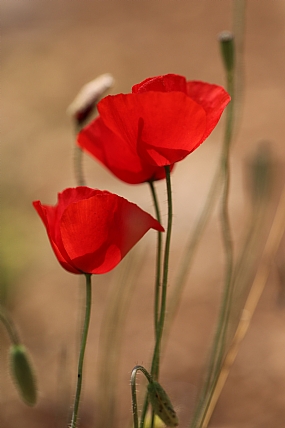 פרגים אדומים